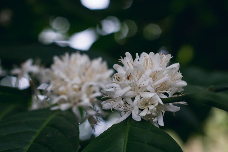 pexels photo 225925